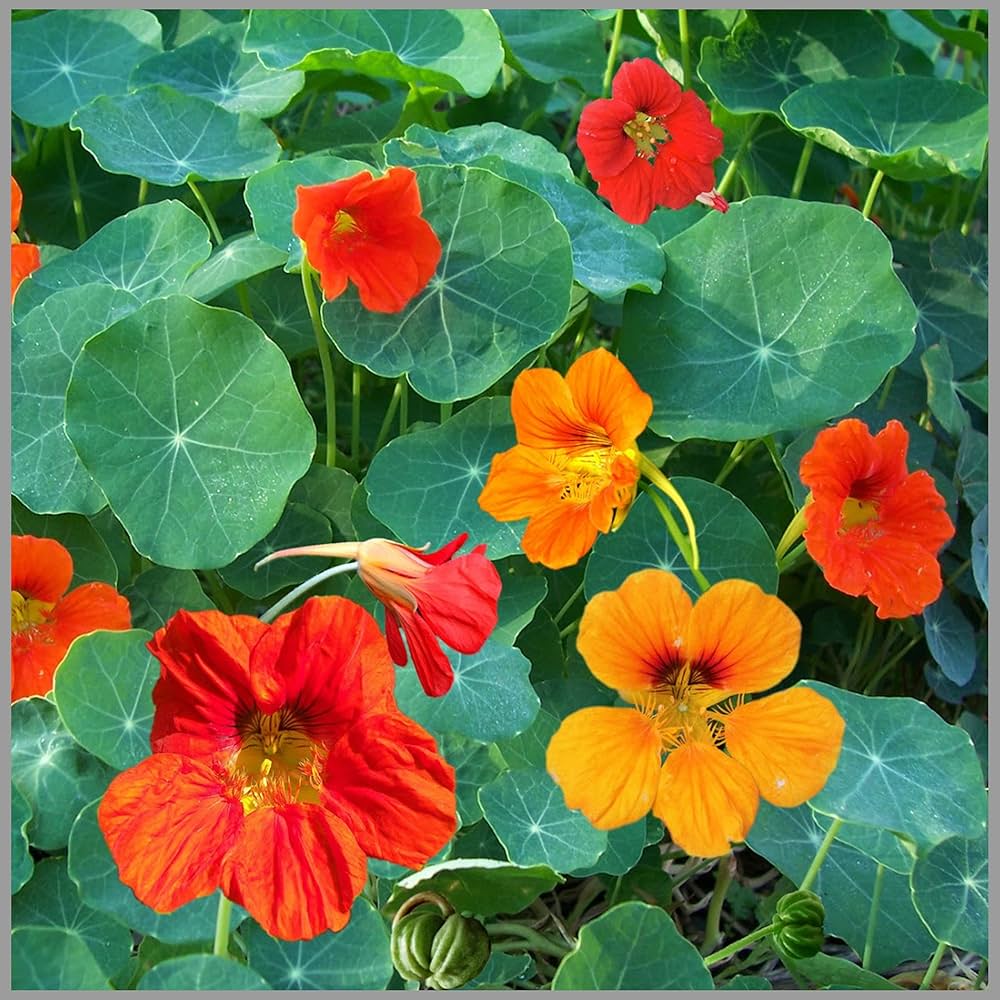 Shrub (plant Satureja hortensis) for planting in garden